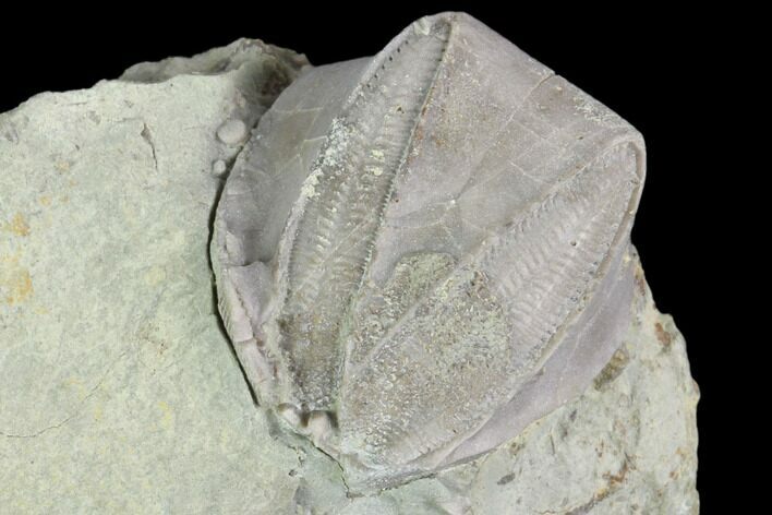 Blastoid (Pentremites) Fossil - Illinois #102255